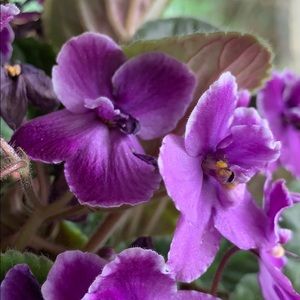 Meet your Posher, Donna